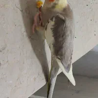 عروس هلندی ماده گمشده