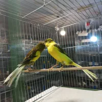 قناری‌ رسمی‌ بلند