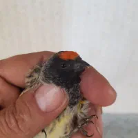 گلبسر|پرنده|مهاجران, |دیوار