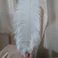 پرشترمرغ|حیوانات مزرعه|اصفهان, گلزار|دیوار