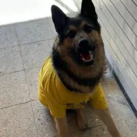 ژرمن|سگ|اصفهان, نقش جهان|دیوار