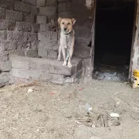 فروش ومعاوزه سگ نگهبان