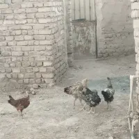 پناهی