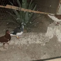 سه عدد یهودی