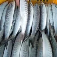 چنگو درشت کیلو 200تومان