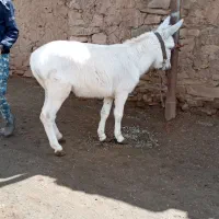 الاغ جوان خوب
