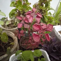 گل های آپارتمانی|گل و گیاه طبیعی|بهار, |دیوار