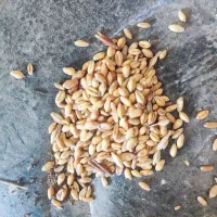 گندم قرمز|گل و گیاه طبیعی|اردبیل, |دیوار