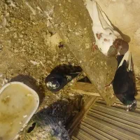 کبوتر|پرنده|تبریز, |دیوار