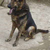 واگذاری سگ نگهبان