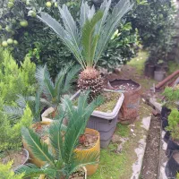 فروش گل و گیاه|عمدهفروشی|نشتارود, |دیوار