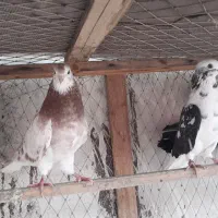 کبوتر