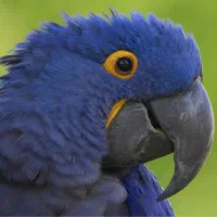 تخم نطفه دار طوطیسانان