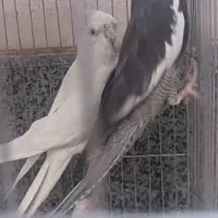 فروش عروس هلندی در نژاد های مختلف|پرنده|بوانات, |دیوار