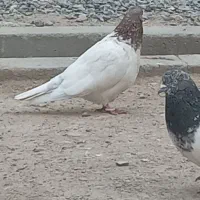 سلام جفت کله سبز زمانت ۷روز تخم بزارن