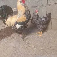 مرغ وخروس