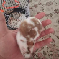 همستر به همراه قفس