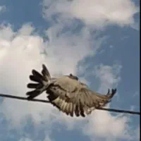 دمگیر فیروزه کاکولی|پرنده|اصفهان, گرکان|دیوار