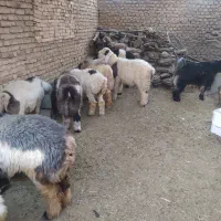 بره پرواری|حیوانات مزرعه|کوهرنگ, |دیوار