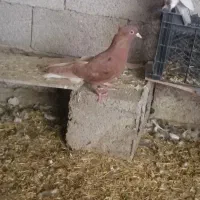 دم سفید سرخ