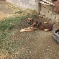 سگ گله