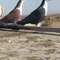 کرواتی افغونی زرد کرمونی و چندتا جوجه