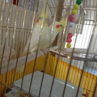 یک جفت عروس هلندی آماده جوجه دهی