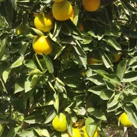 خانه باغ ویلا