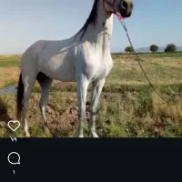 اسب مادیون ترکمن کپی زا قد بلند