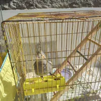 عروس هلندی|پرنده|ابرکوه, |دیوار