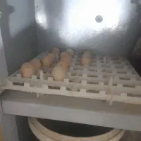 تخم نطفه دار و خوراکی بلدرچین  کوهی پرورشی