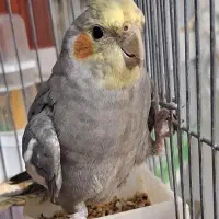 پرنده عروس هلندی