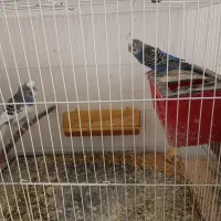 5 جفت مرغ عشق فروشی