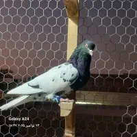 کبوتر کله ای