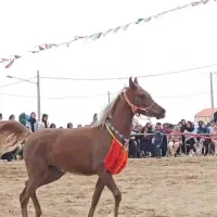 کره مادیون یکسرعرب