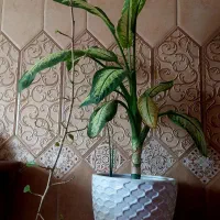 گل آپارتمانی