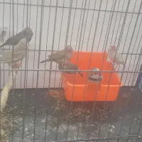 فنچ سالم سالم