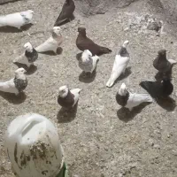 کبوتر طوقی|پرنده|سنقر, |دیوار