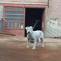 سگ داگو ارژانتینو