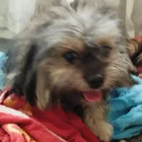 پت پامر شیتزو/۸ماهه/جنسیت نر/معاوضه با توله|سگ|گلستان (تهران), |دیوار