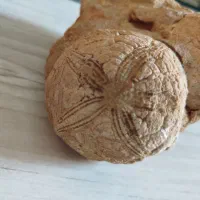 فسیل|کلکسیون اشیاء عتیقه|شیراز, گلکوب|دیوار