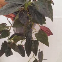 بنفشه ،مانسترا تای،سینگونیوم بلک ،کنتیا|گل و گیاه طبیعی|مشهد, حسابی جنوبی (شهرک غرب)|دیوار