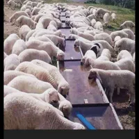 گوسفند زنده کشتاری بره و کاوه میش وشیشک بز و تی بز|حیوانات مزرعه|خرم‌آباد, |دیوار