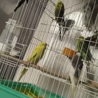 مرغ عشق انگلیسی