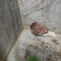 جنازه شده فقط صاحبش