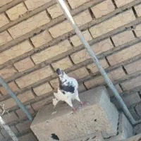 کبوتر مسافتی نر