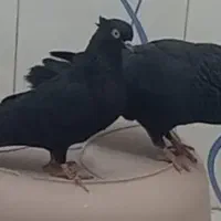 زاغ آبادانی گمشده