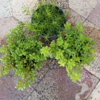 کاکلی و پرپینی|گل و گیاه طبیعی|بندر دیر, |دیوار