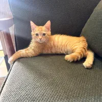 گربه پرشین نر