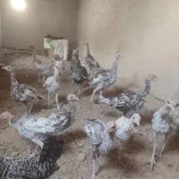 جوجه بوقلمون بزرگ و گوچیک